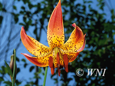 Canada Lily (Lilium canadense)